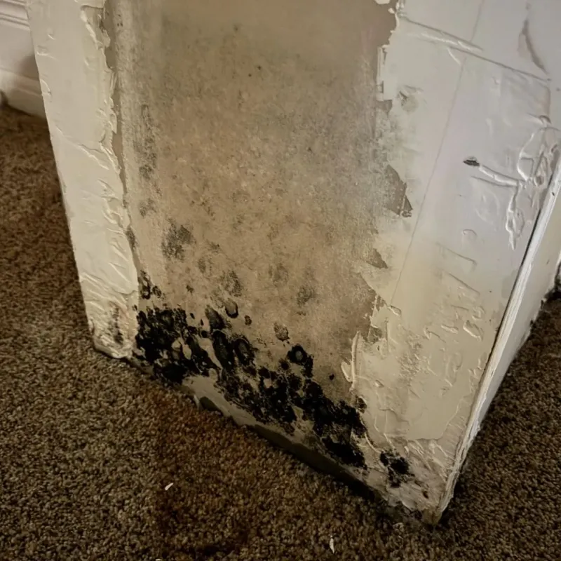 Professional Mold Removal in Guttenberg, IA